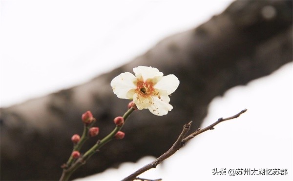 苏州梅花节赏梅视频,苏州西山梅花节2024年最佳时间