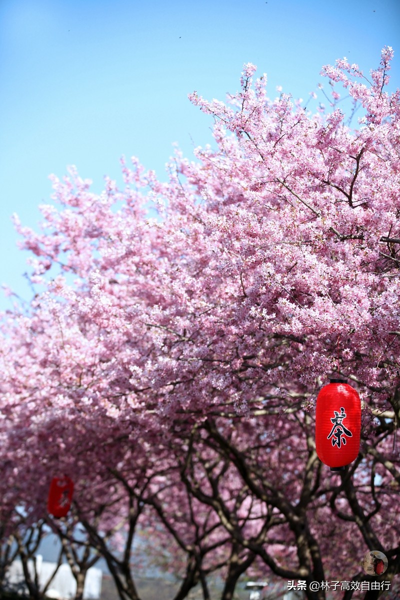 千亩茶山，十里樱花，永福樱花正值颜值巅峰，看完这篇绝不踩坑