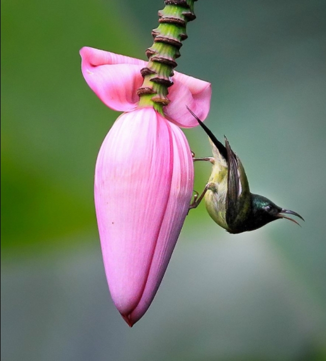 太阳鸟品质,太阳神鸟绝美