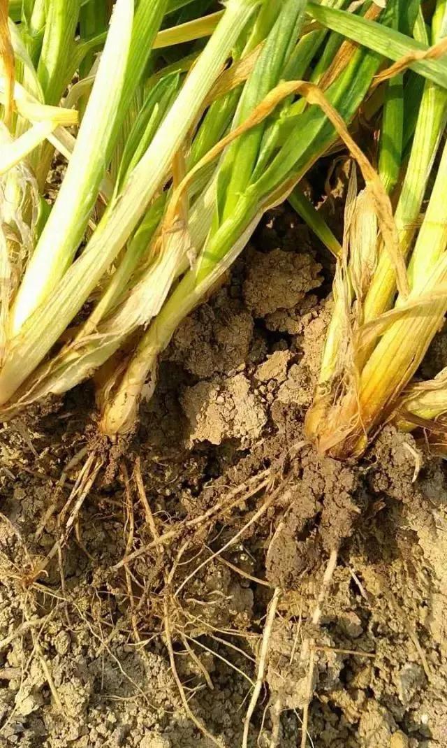 麦苗发黄枯萎根没死,麦苗枯死怎么找政府解决