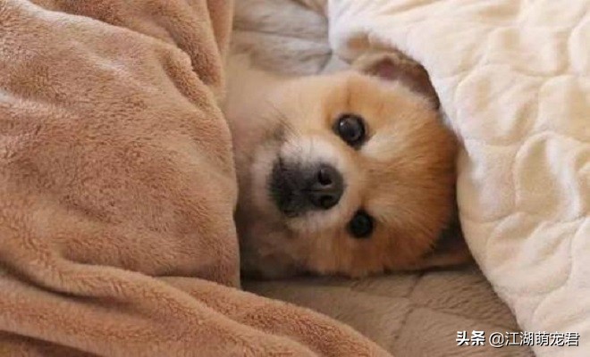 狗狗的肢体动作都代表什么,狗狗的8个举动什么意思