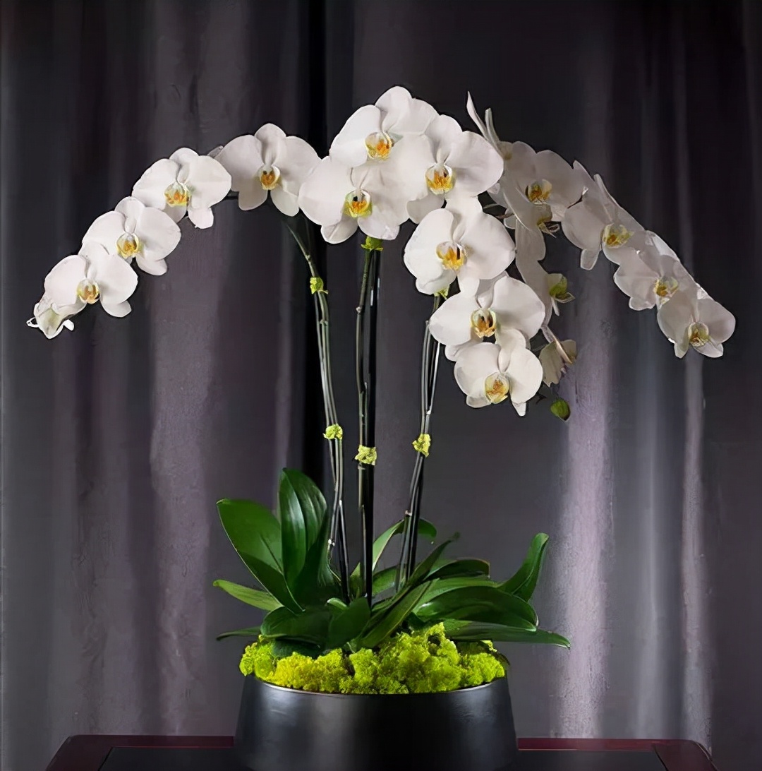 鍏拌姳绉嶇被鍥鹃壌,鐪嬭姦澶磋鲸鍏拌姳绉嶇被