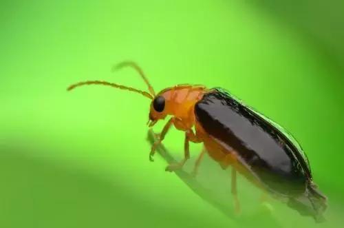 蔬菜害虫种类大全,蔬菜害虫分类及图片大全