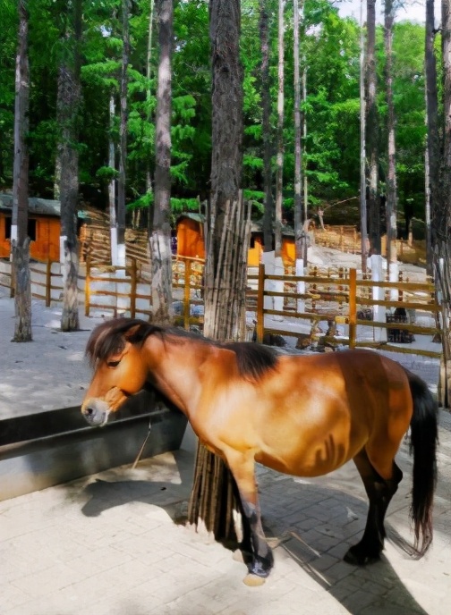今起东北虎园大门票半价!近百种珍稀动物,带你走进现实版动物世界!