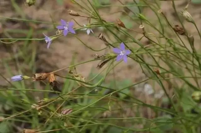 农村常见野花野草,这些野菜农村随处见