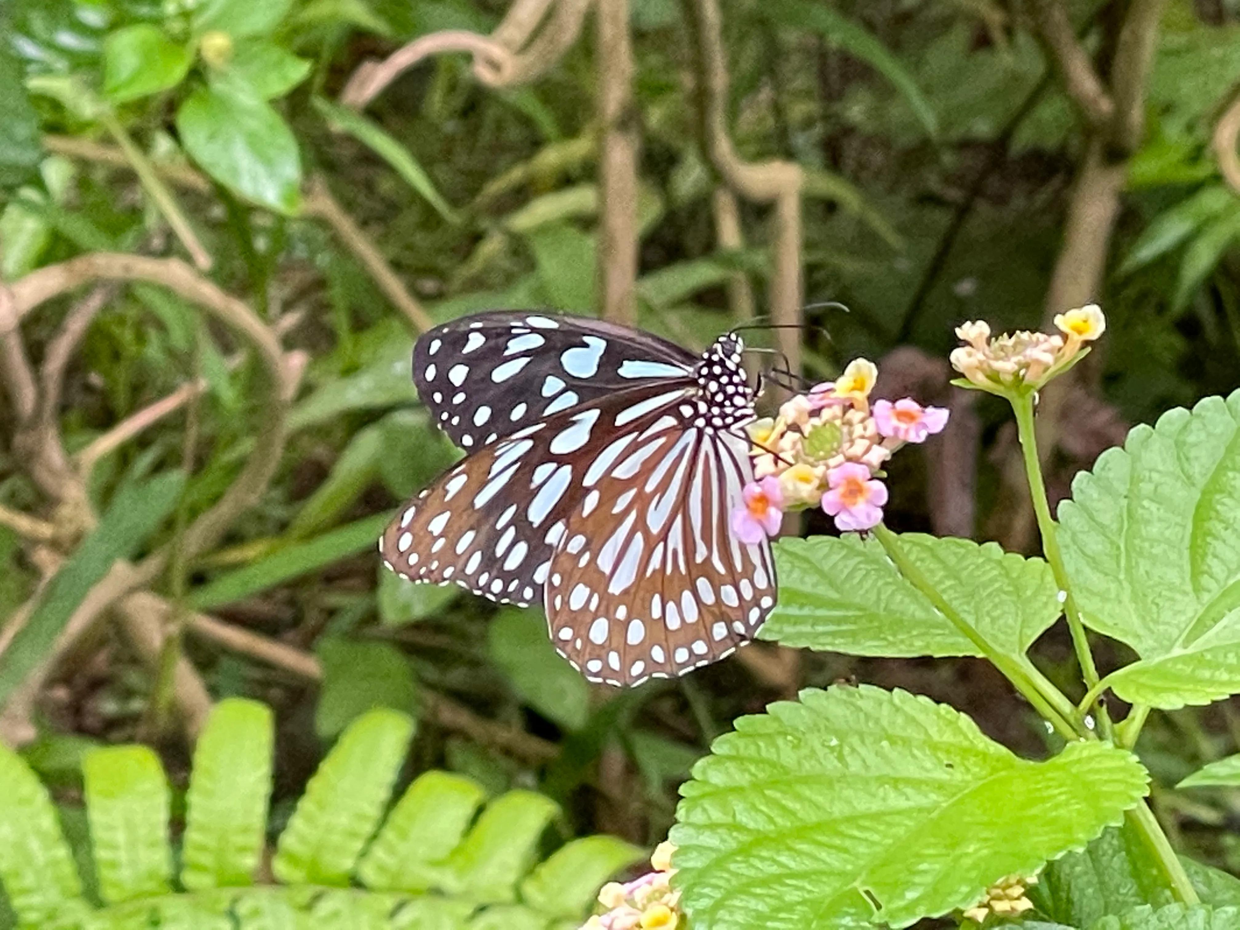 大象吃什么东西啊,大象吃冰激凌吃着吃着就吐了