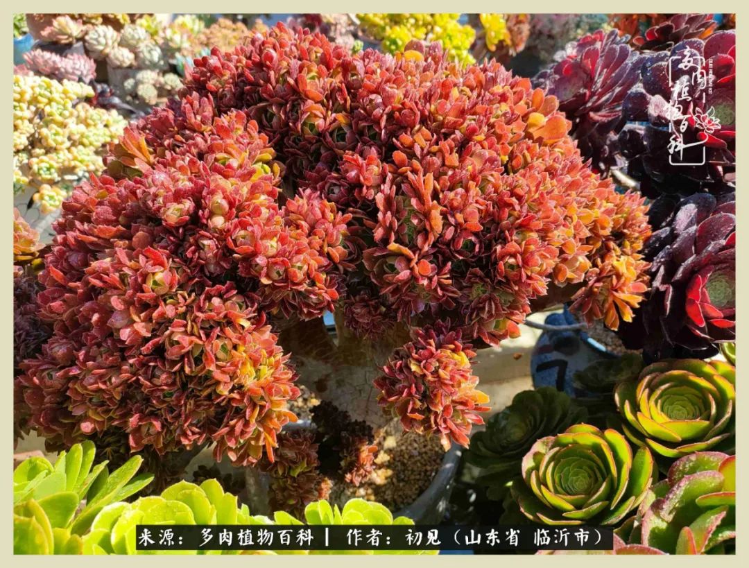 和多肉植物相伴,和多肉相处的心情