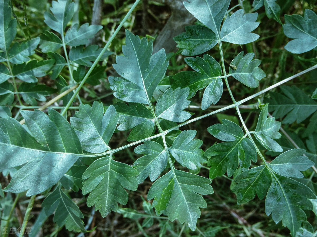 消失的苦楝树为什么很少,苦楝树为什么不长在深山