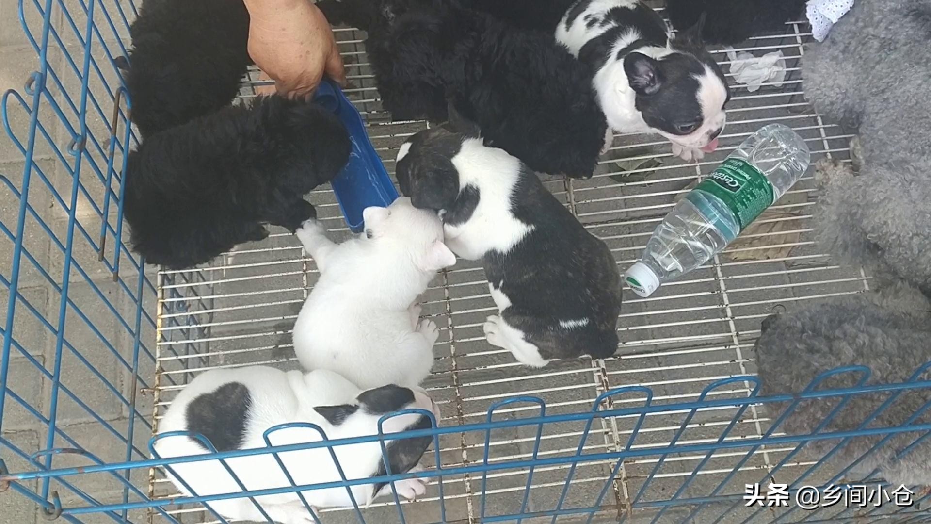 豫东第一大狗市,带你看看周口最大的狗市