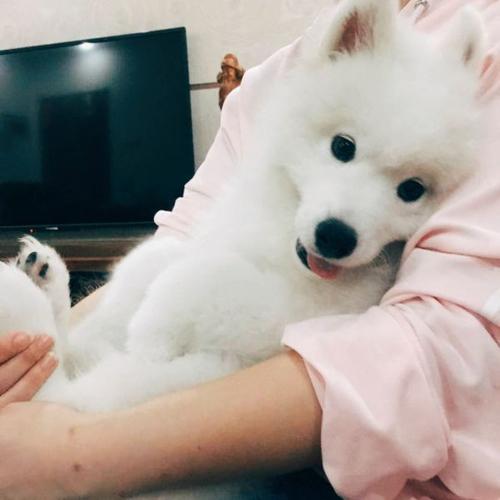 铲屎官最怕狗狗的哪些行为,那些让铲屎官崩溃的狗子