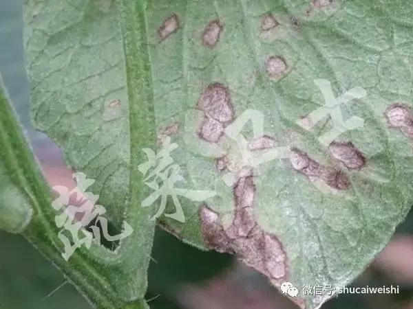 番茄灰叶斑病的图片,番茄灰叶斑病用春雷霉素治吗