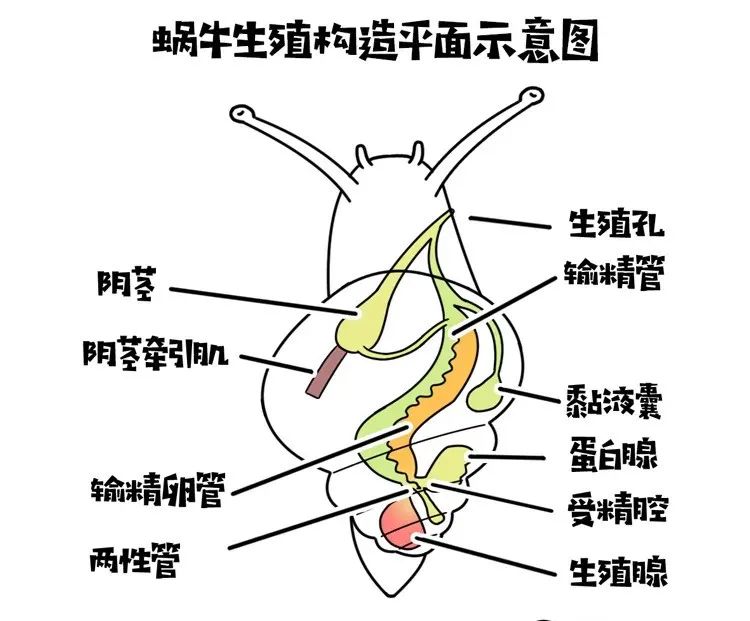 入侵物种非洲大蜗牛，雌雄同体“自导自演”繁殖后代？答案来了