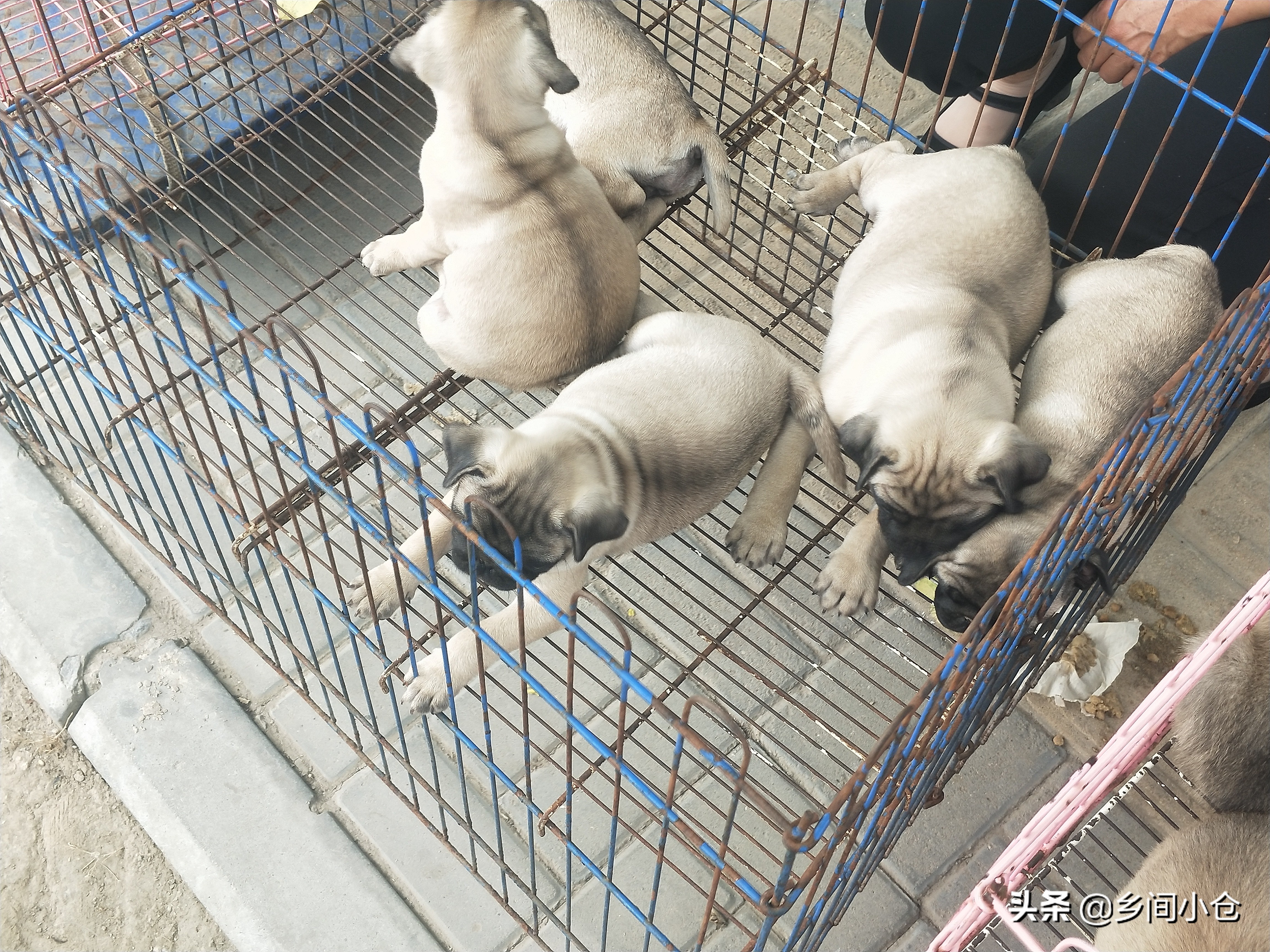 小妹子逛狗市遇到没见过的品种,大型狗市都有什么品种