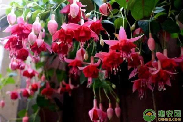 倒挂*钟金**怎么做好养护？遇上病虫害如何防治？