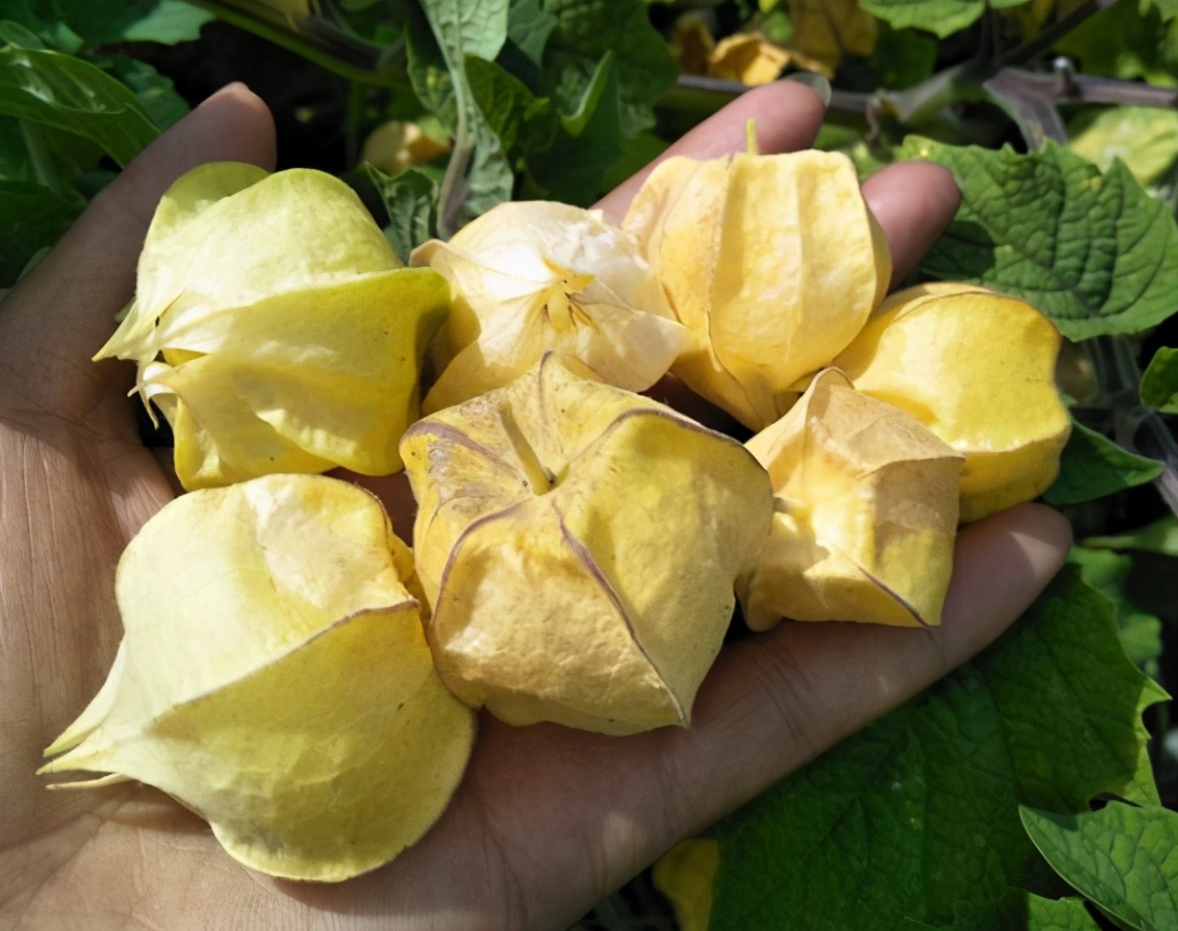 果实像灯笼一样的叫什么,东北水果灯笼果俗称