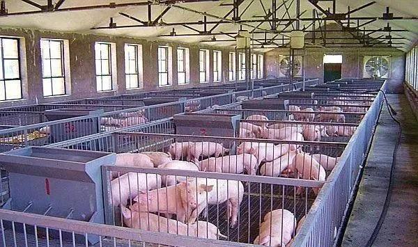 猪场应该用哪种方法灭蚊子,猪场蚊子怎么驱