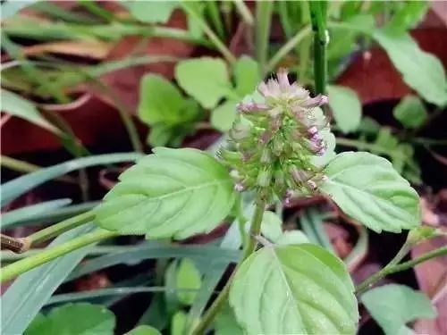 农村常见野花野草,这些野菜农村随处见