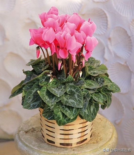 十种最旺客厅的花冬季,春节喜庆花卉有哪些