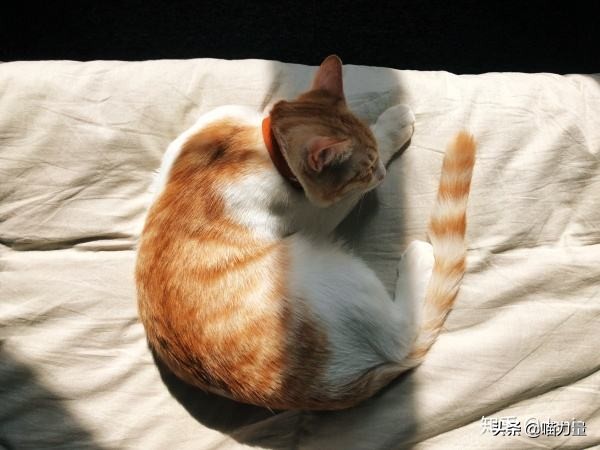 猫咪走丢找回来猫咪的心理,猫咪出走去找公猫还会回来吗