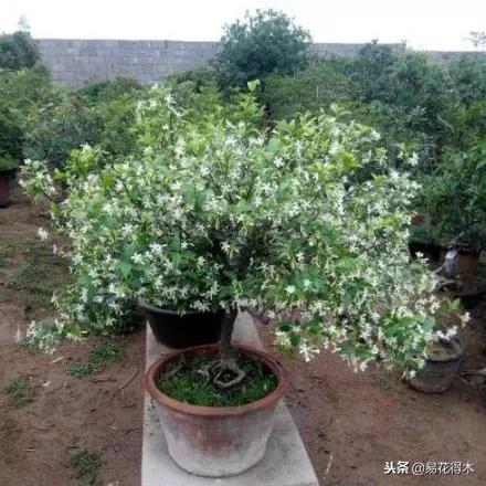 络石盆景的鉴赏与栽培养护