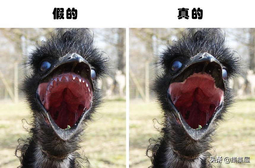 一直以来在网络世界流传并欺骗着无数人的9张照片但却是假的