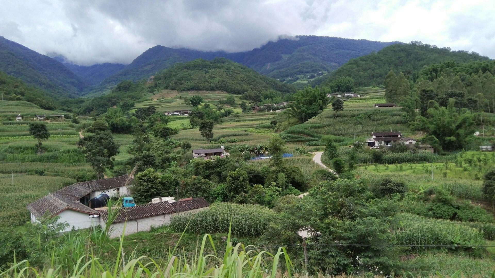 普洱市茶叶和咖啡产业中心,云南普洱咖啡产区