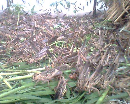 蝗虫的营养及药用价值,哪个品种蝗虫有药用价值