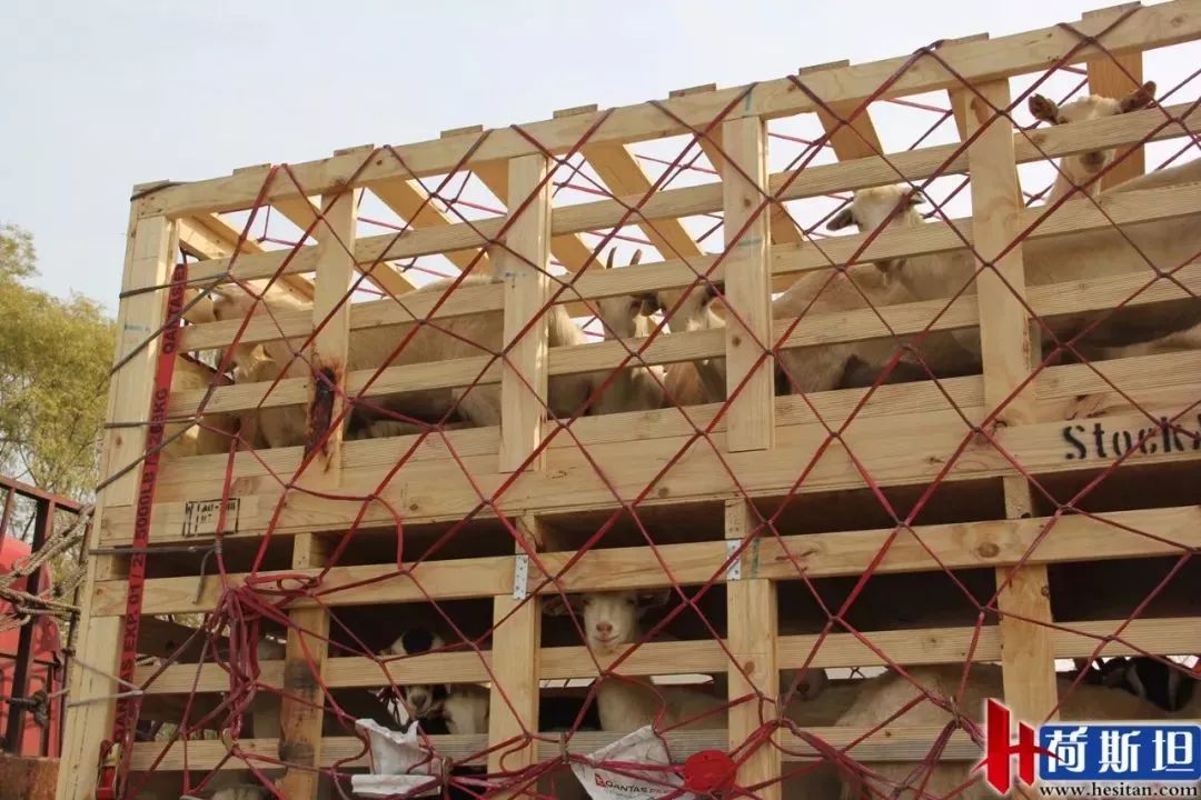 近1000只澳洲“羊妞”乘专机空降太原2018年已连续引进三批次