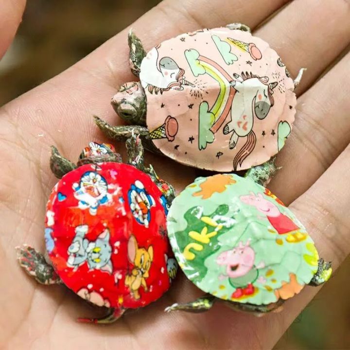 可以给小狗染色吗,小狗被染色