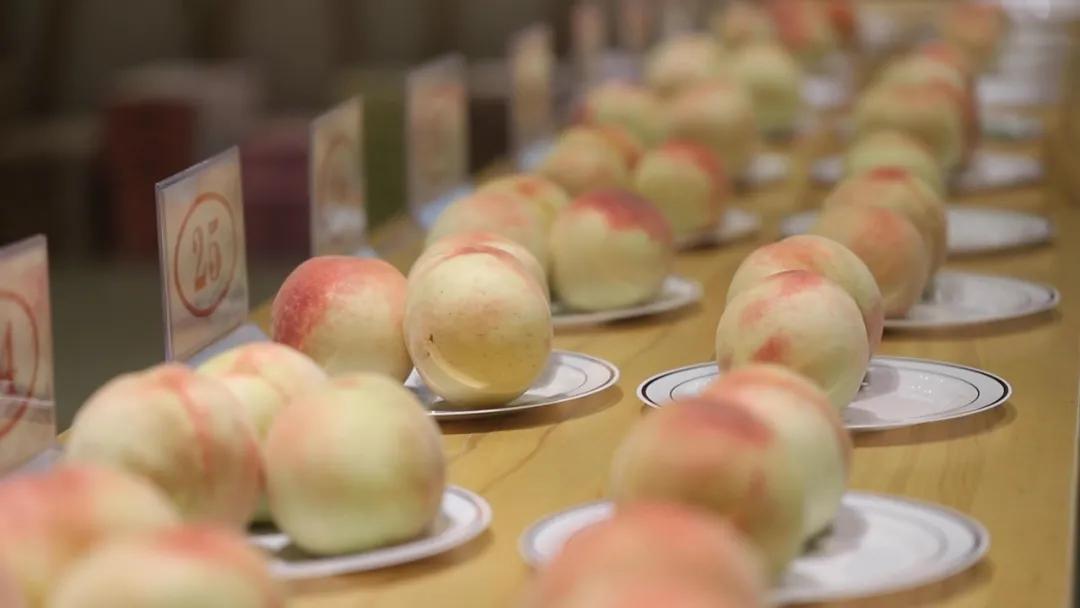 无锡阳山水蜜桃2019年桃王,一看就好吃玫瑰玫瑰