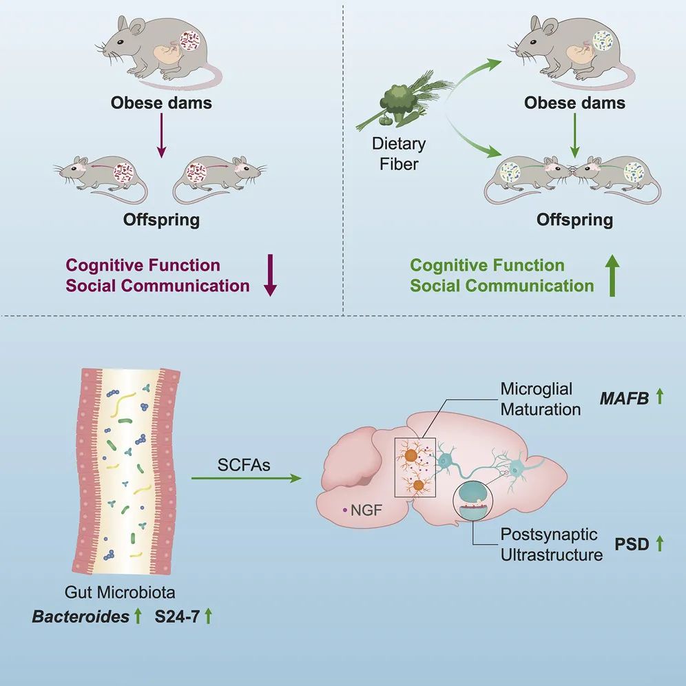 儿童肥胖症饮食营养干预,儿童预防肥胖之合理膳食