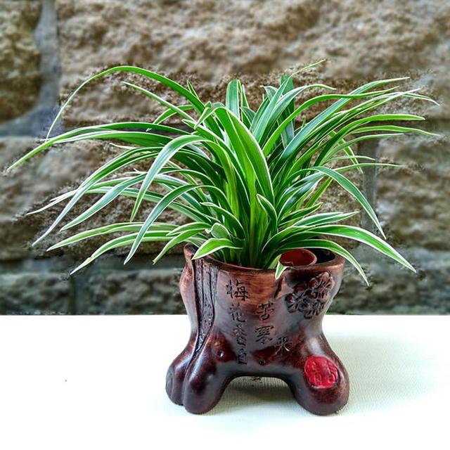 冻蔫的吊兰怎么补救,吊兰枯萎变黄需要剪掉吗