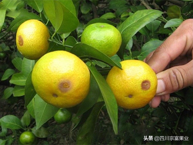 柑橘害虫图谱及防治方法,柑橘主要虫害防治大全现学现用