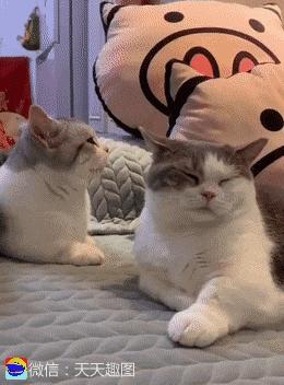 大姐gif搞笑图片,搞笑表情真人动图大全