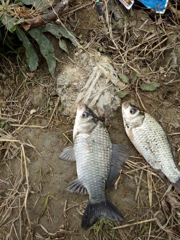 钓鱼奶香添加剂哪个牌子好,冬天钓鱼添加剂用甜还是香