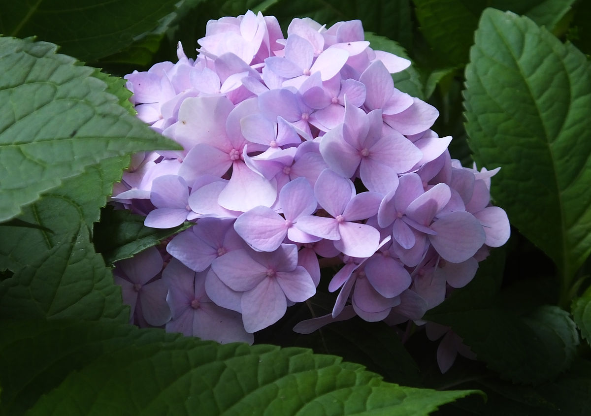 网购收到的绣球应该怎么养护,网购绣球几天可以调色