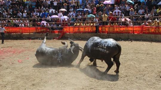 广西往年斗牛视频,广西斗牛比赛全集