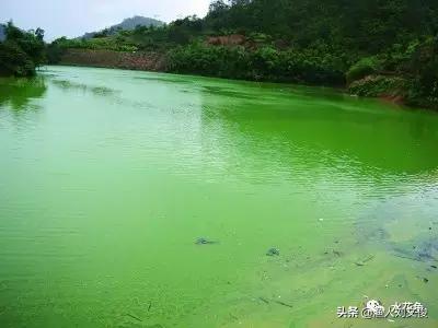 藻类图谱,水体藻类图谱和名称