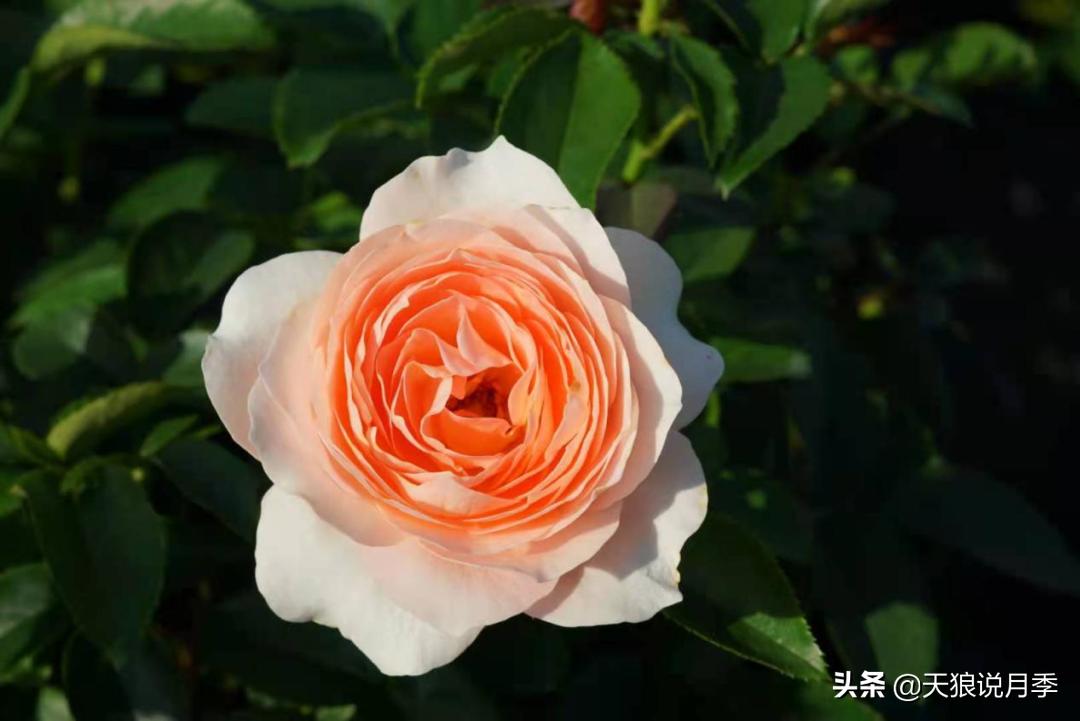 优雅女士月季花,奇葩月季品种图片