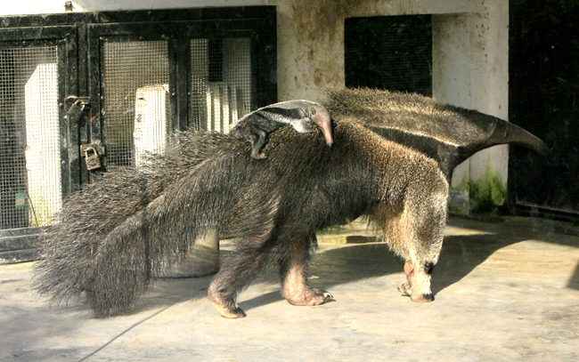 巨大食蚁兽的舌头,大食蚁兽的特点