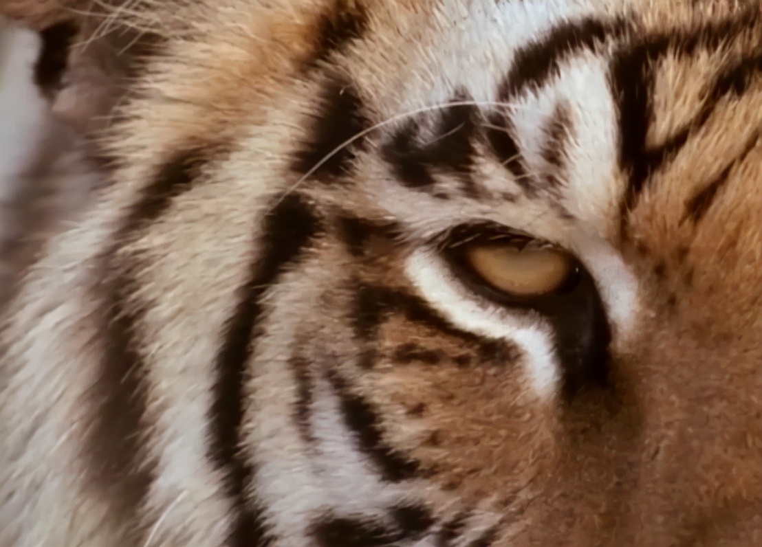 科学家把两头老虎运到非洲，这样的入侵，狮子还能保住地位吗？