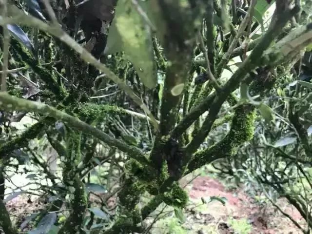 武夷岩茶大红袍讲解词,武夷岩茶大红袍基础知识