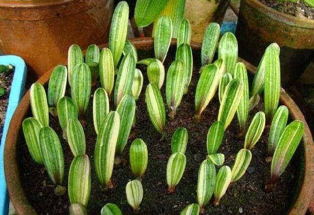 刚买回来的君子兰小苗怎么栽植,刚分出来的君子兰小苗怎么栽