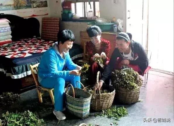 “椿暖花开”来晋城泽州这个村子让你“香椿自由”！