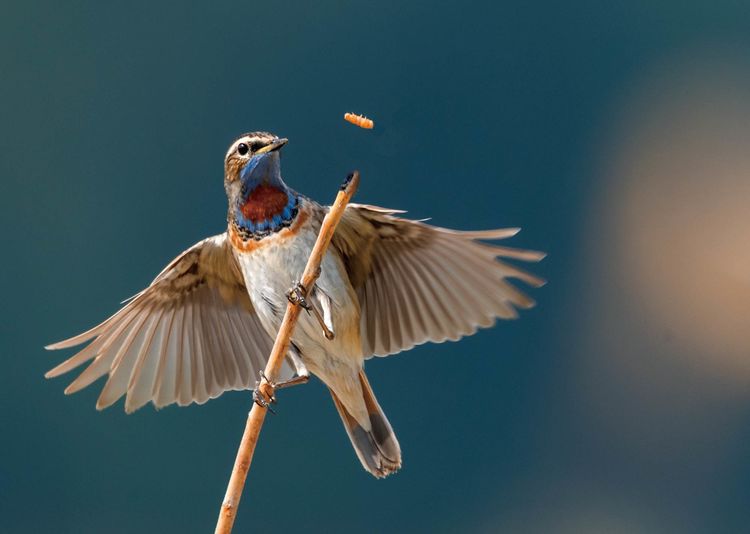 情人岛拍摄地点,情人岛航拍视频