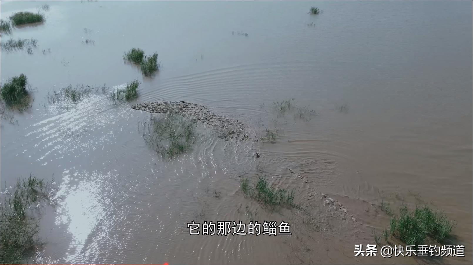 怎样用台钓的方法钓鲻鱼,钓鲻鱼做法