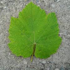 从确立到演变的过程,从象形字开始一直演变的过程