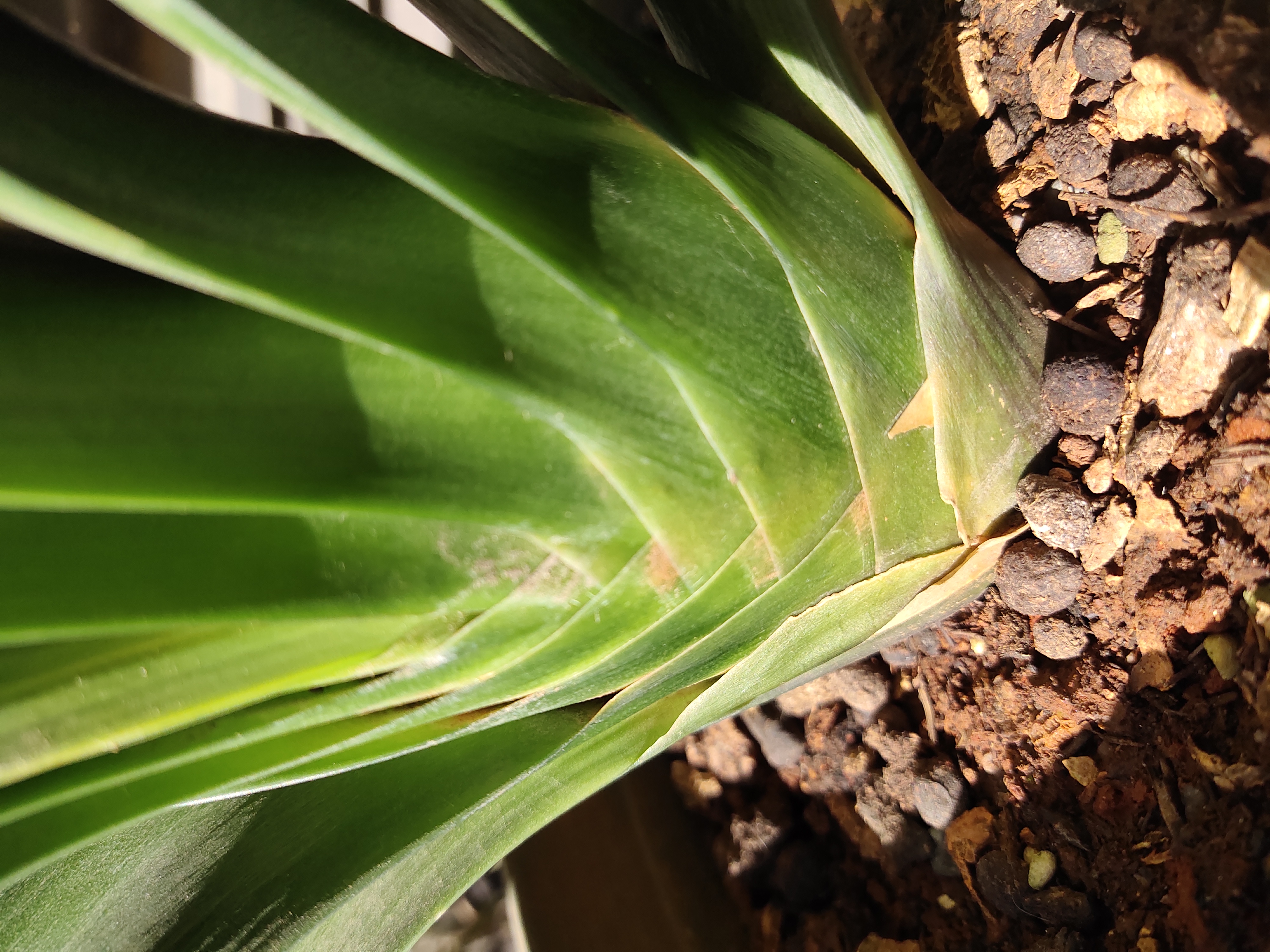 君子兰刚刚抽箭怎么管理,君子兰催花最有效快速的方法