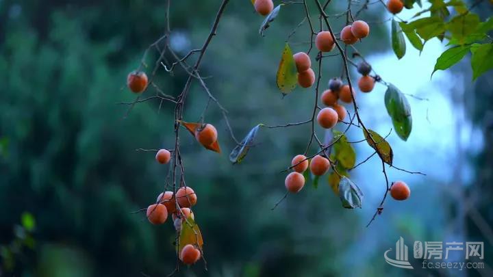 在娄山栖谷，遇见向往的诗意生活