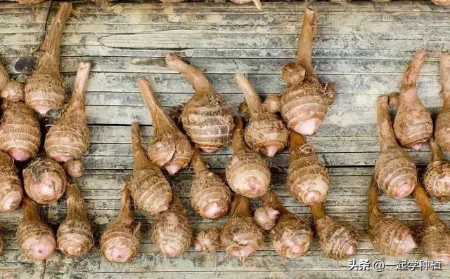 香芋要怎么种植才会产量高,香芋南瓜种植一亩产量